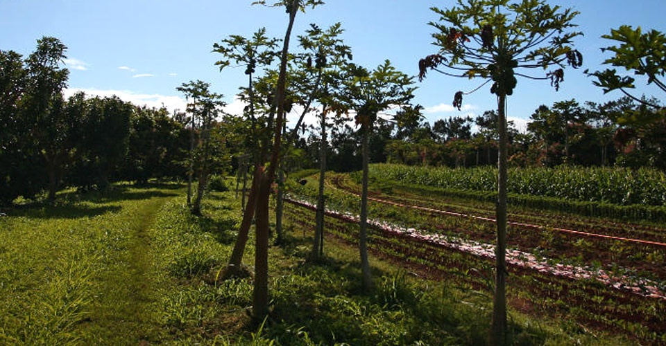 Hawaii Best Organic Moloa’a Organica’a