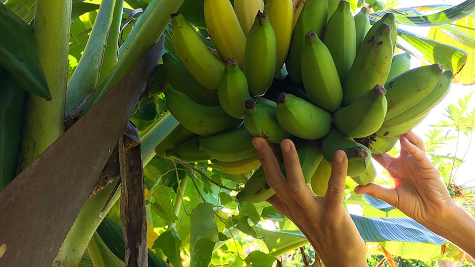 Hawaii Best Organic Poho’iki Farm