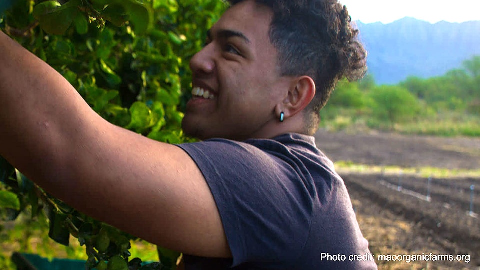 Hawaii Top Organic Ma’o Organic Farms