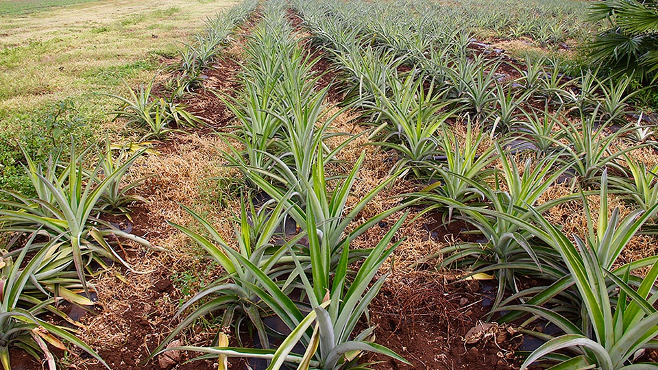 Hawaii Top Olana Organic Farm