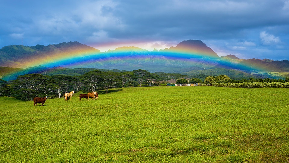 Hawaii Best Organic Kauai Organic Farms