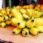 Hawaii Best Organic Princeville Botanical Gardens Bananas