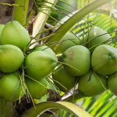 Hawaii Best Poho’iki Organic Farm