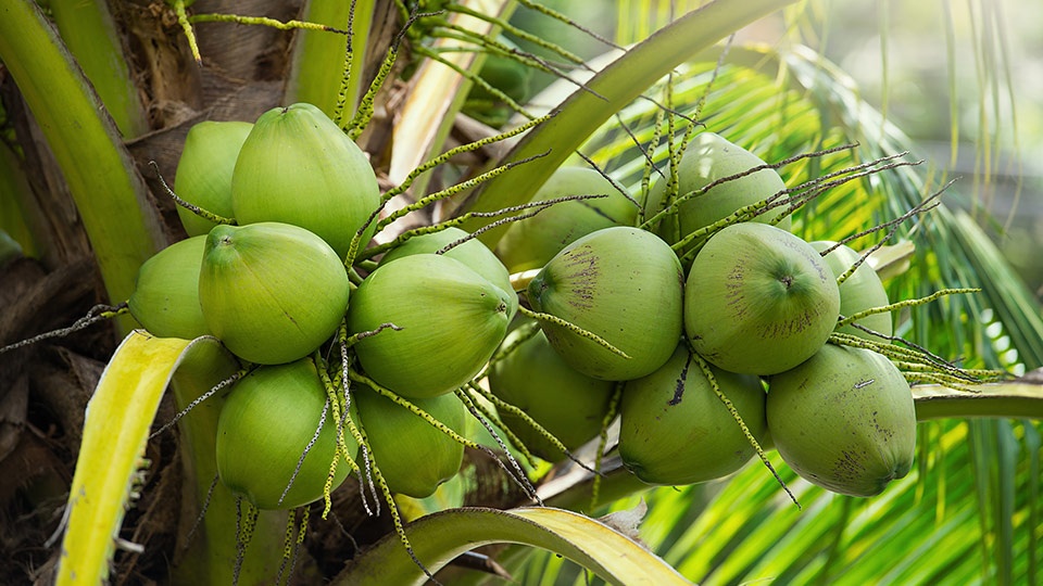 Hawaii Best Poho’iki Organic Farm