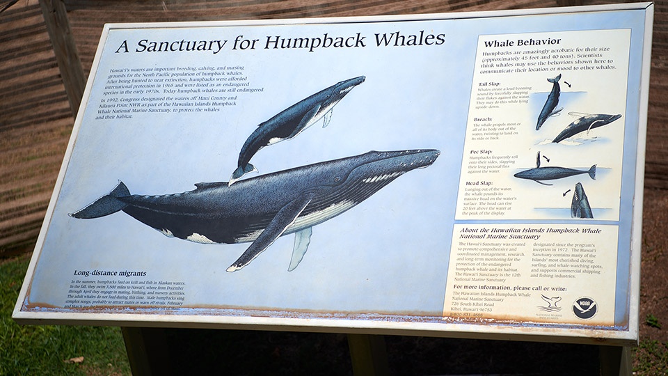 Maui Hawaii Humpback Whale Sanctuary
