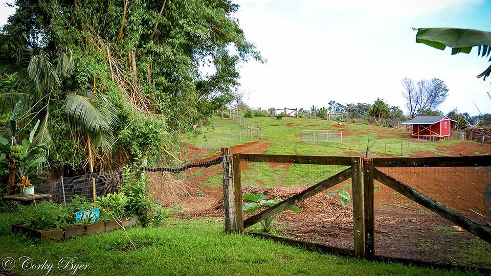 Best Maui Plantation Farm Leilani