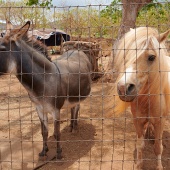 Best Plantation Tours Maui Animal Farm