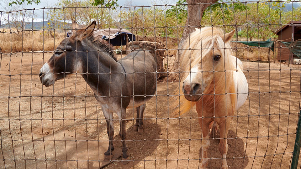 Best Plantation Animal Farm Maui