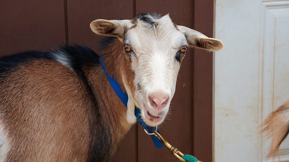 Best Plantation Animal Farm Maui