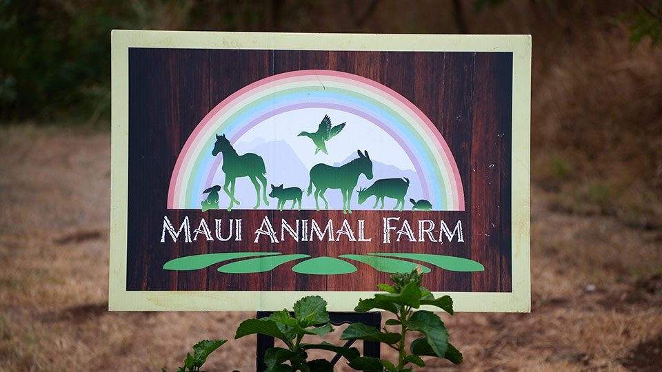Best Plantation Animal Farm Maui