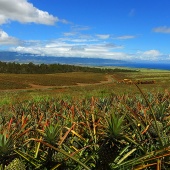 Best Plantation Farm Maui Pineapple Tours