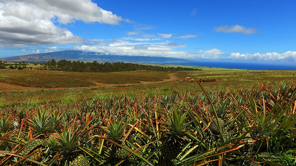 Best Plantation Farm Maui Pineapple Tours