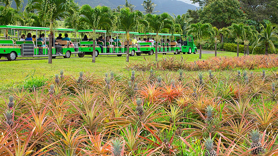 Best Kahului Wailuku Maui Tropical Plantation