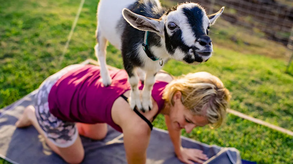 10 Best Maui Yoga Places Maui Goat Yoga