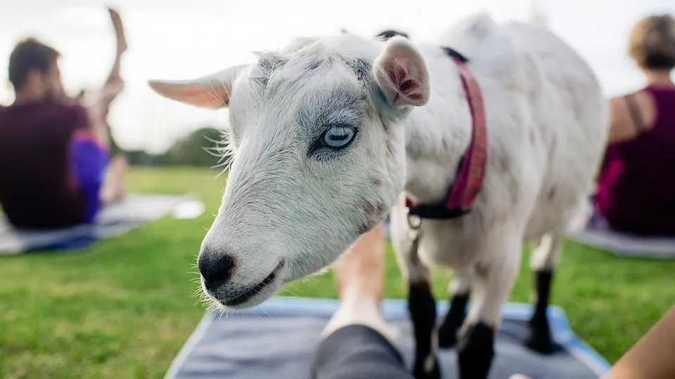 10 Best Maui Yoga Places Maui Goat Yoga