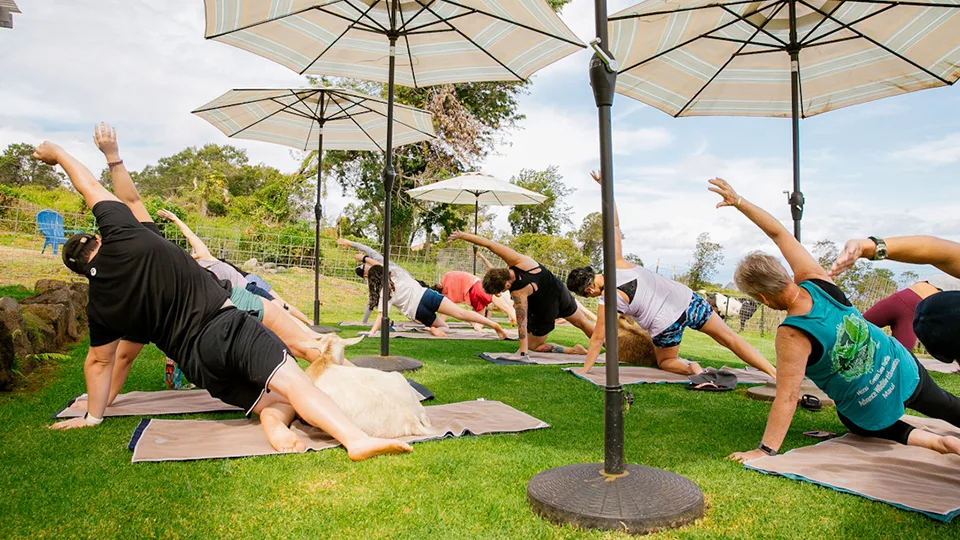 10 Best Maui Yoga Places Maui Goat Yoga