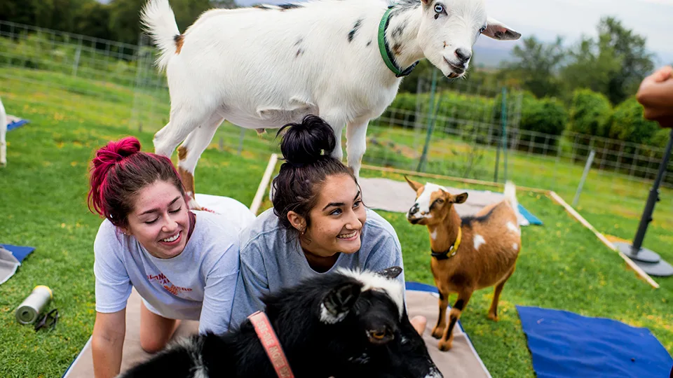 10 Best Maui Yoga Places Maui Goat Yoga