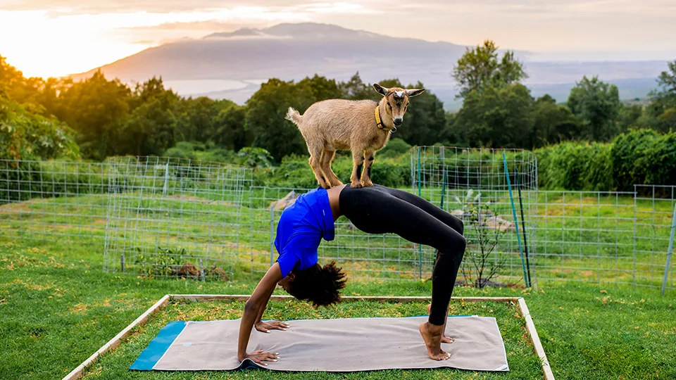 10 Best Maui Yoga Places Maui Goat Yoga