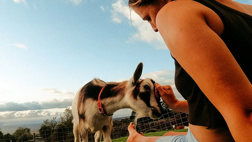 10 Best Maui Yoga Places Maui Goat Yoga