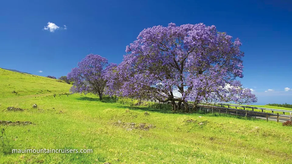 Best Maui Land Activities Bike Haleakala Maui Mountain Cruisers