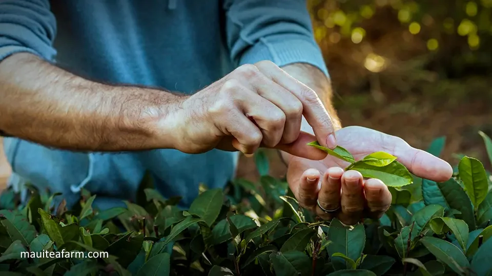 Best Plantation Tour Maui Tea Farm