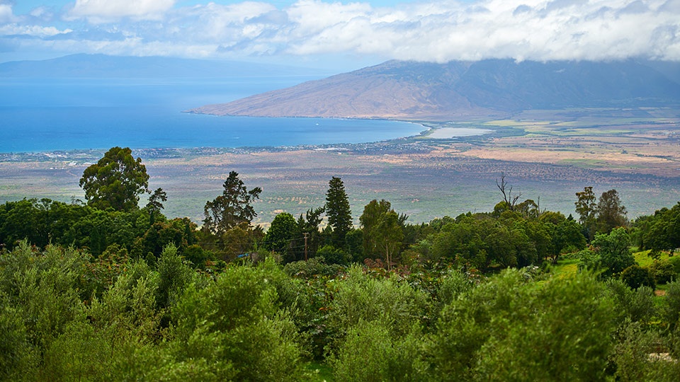 Best Maui Plantation OO Farms