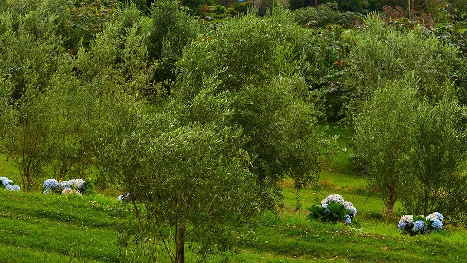 Maui Best All Organic O'o Farm