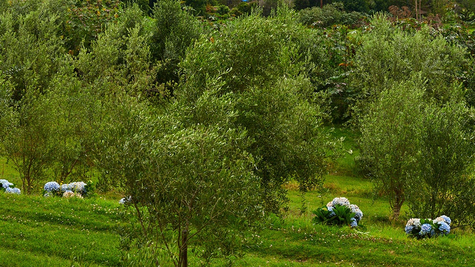 Best Maui Plantation OO Farms