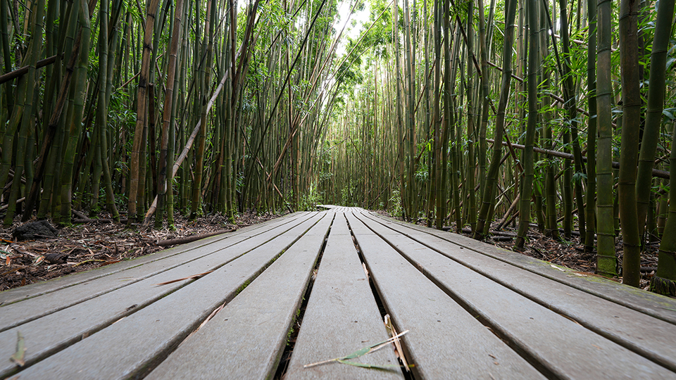 Best Road to Hana Stops in Maui Pipiwai Trail