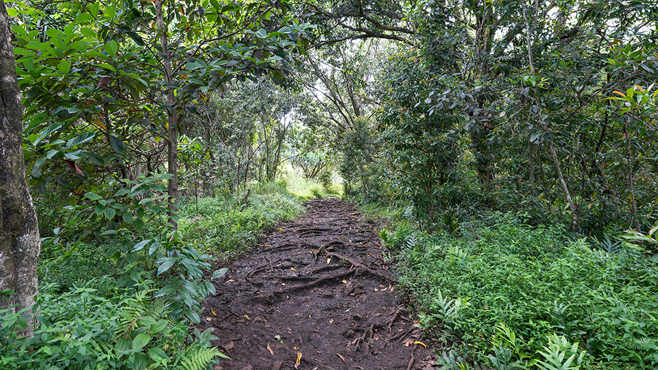 Best Road to Hana Stops in Maui Pipiwai Trail