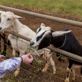 Best Maui Plantation Farm Tours Surfing Goat Dairy