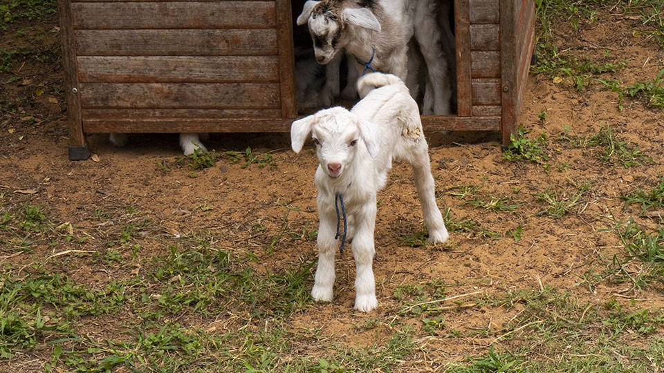 Best Plantation Maui Surfing Goat Dairy