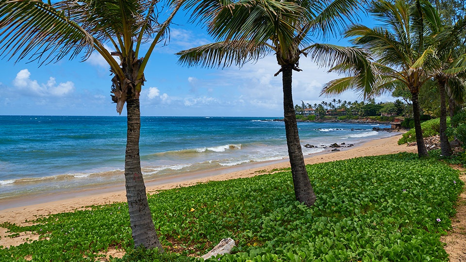 Best Maui Beginner Surf Paia Bay