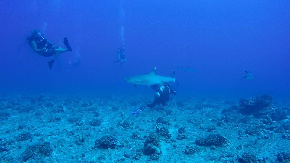 Best Maui Land Activities Sharks Dive
