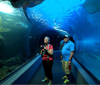 Maui Best Rainy Day Activities Aquarium Ocean Center