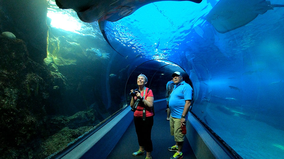 Best Maui Rainy Day Ocean Center