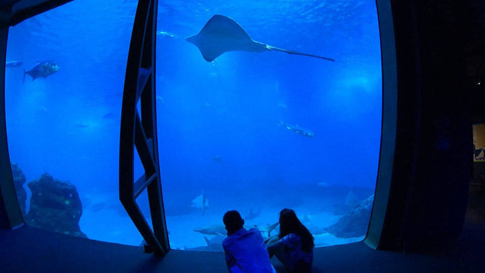 Best Maui Rainy Day Ocean Center