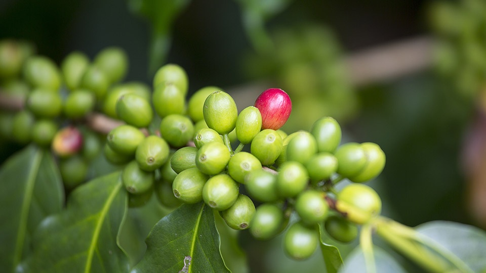 Best Hawaii Made Coffee