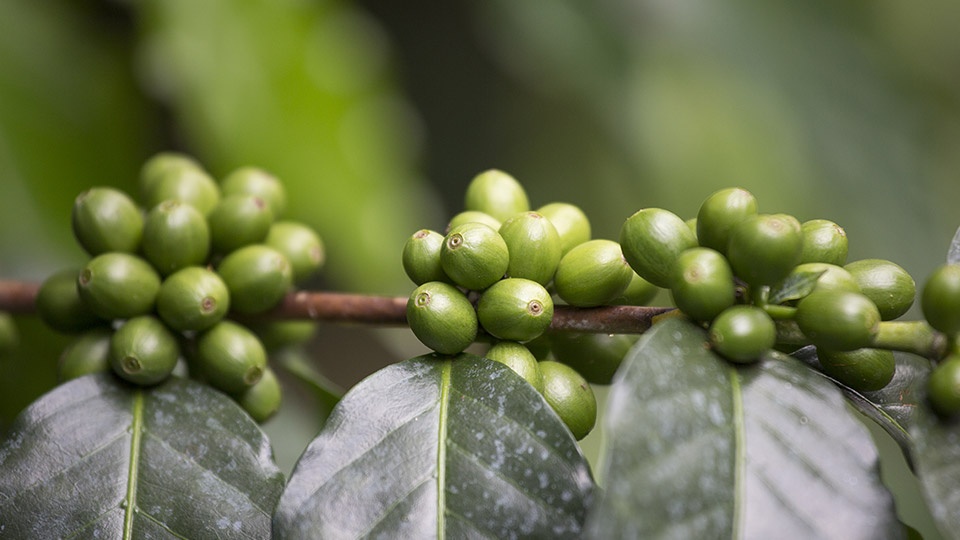 Best Hawaii Made Coffee