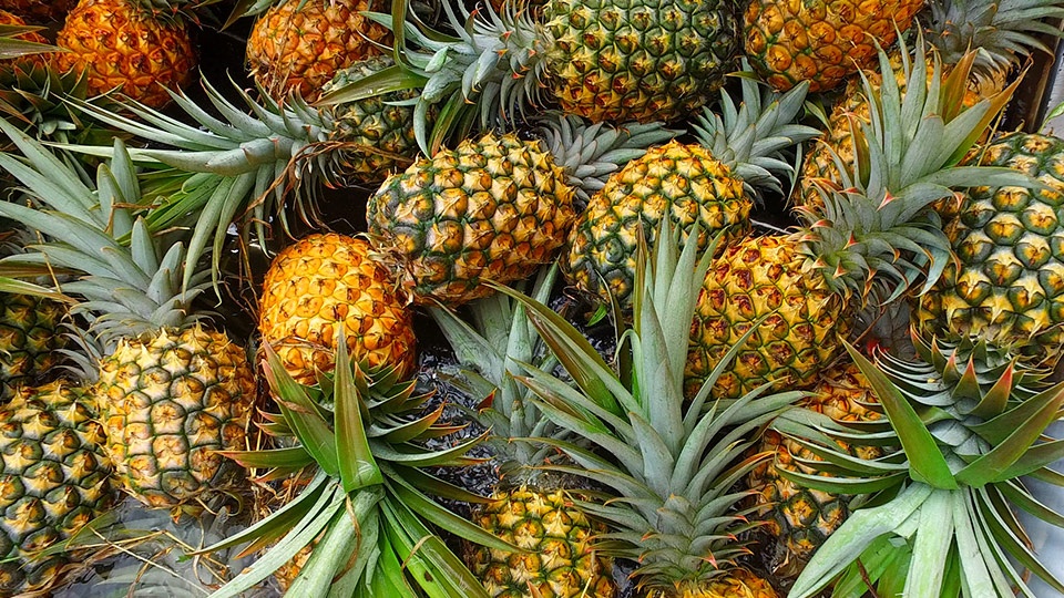 Best Hawaii Made Pineapple Plantation