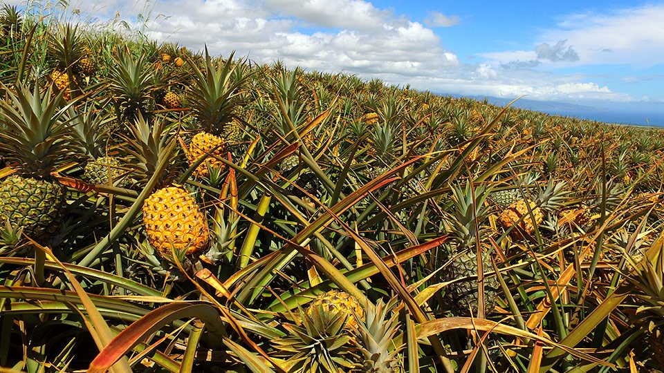 Best Hawaii Made Pineapple Plantation
