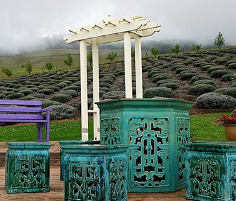 Best Upcountry Maui Activities Lavender Farm