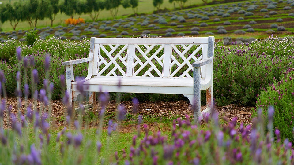 Best Upcountry Activities Lavender Farm