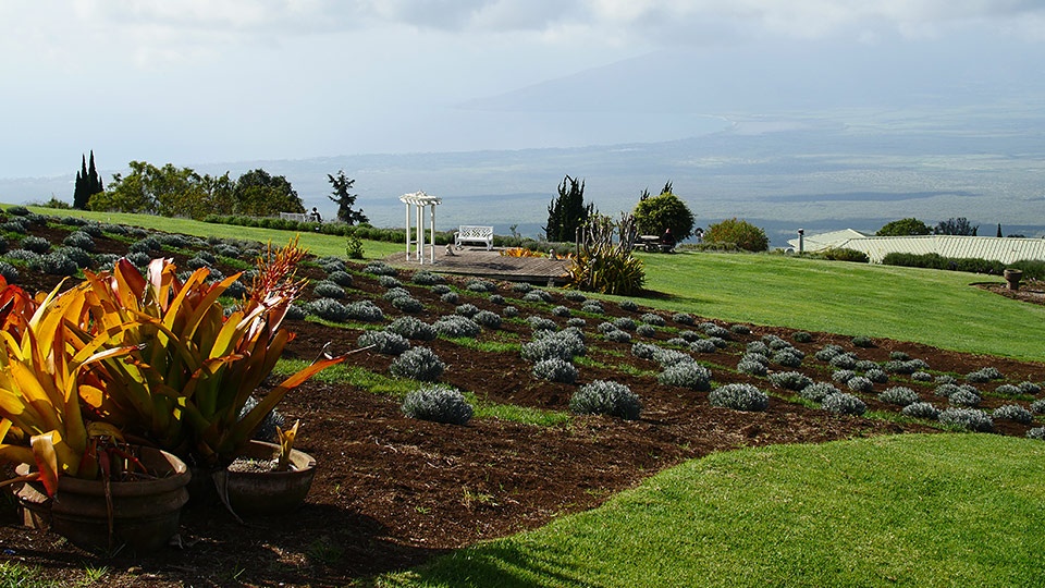 Best Upcountry Activities Lavender Farm