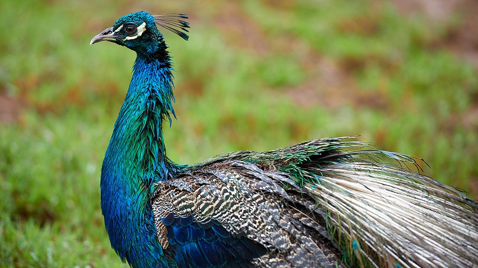 Peacock Maui Garden Eden Road Hana
