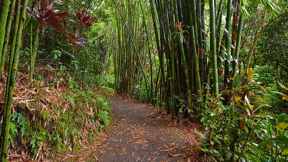 Maui Garden Eden Road Hana