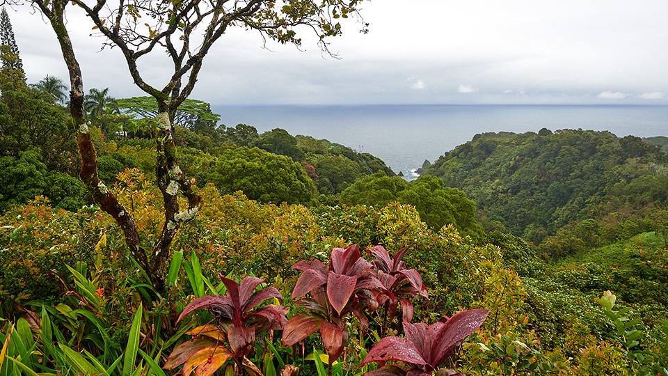 Maui Garden Eden Road Hana