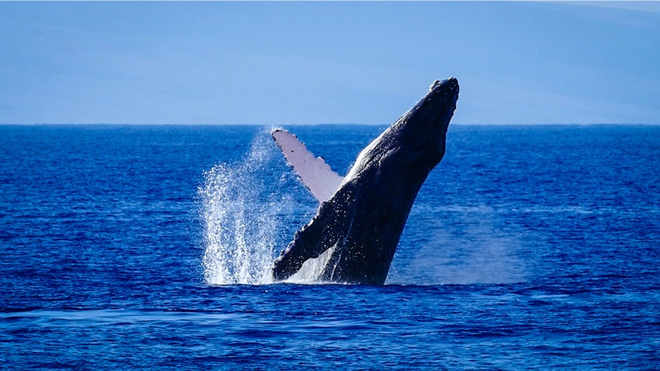 Best Things to Do in Hawaii Whale Watch