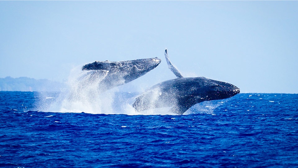 Best Things to Do in Hawaii Whale Watch