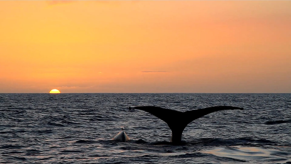 Best Things to Do in Hawaii Whale Watch